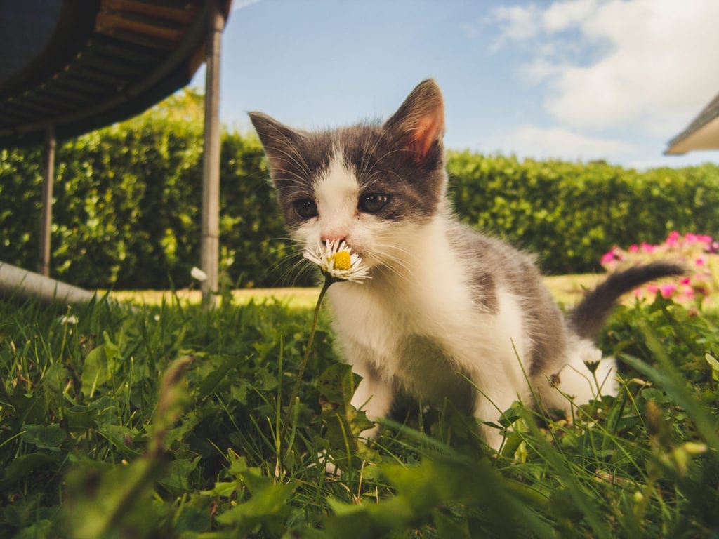 White and grey kitten smelling white daisy flower