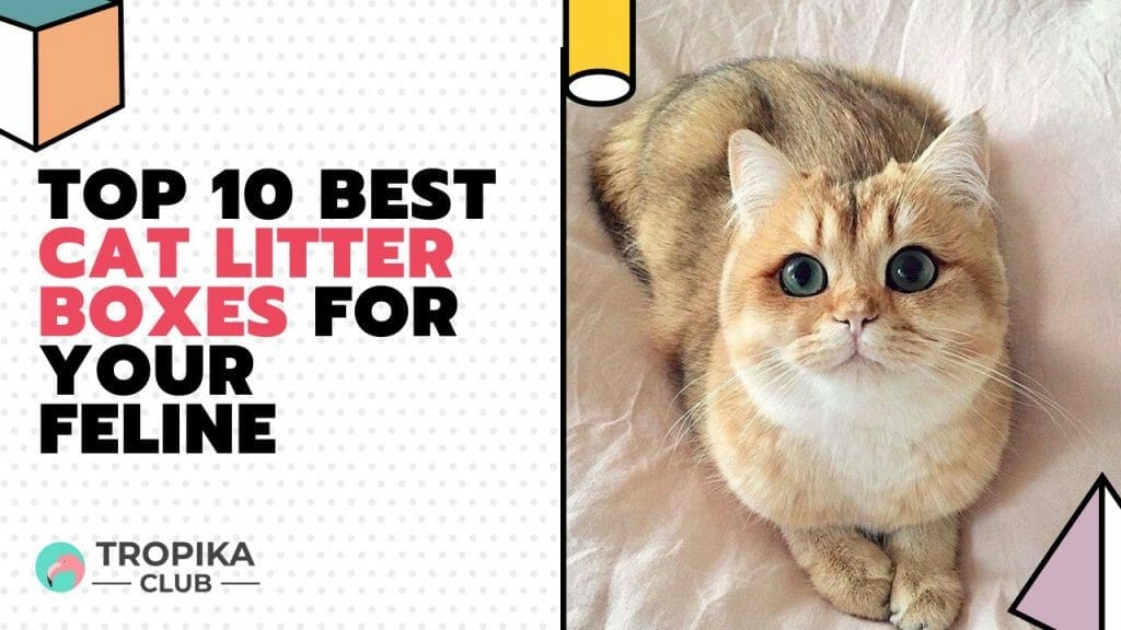 top 10 Best Cat Litter Boxes for Your Feline